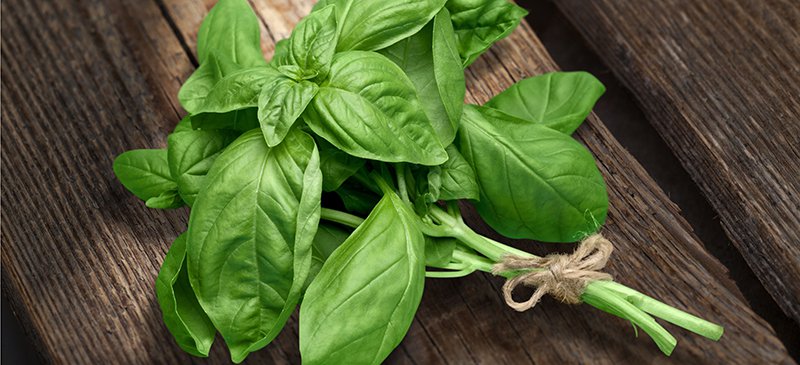 Basil Leaves (तुलसी के पत्ते)